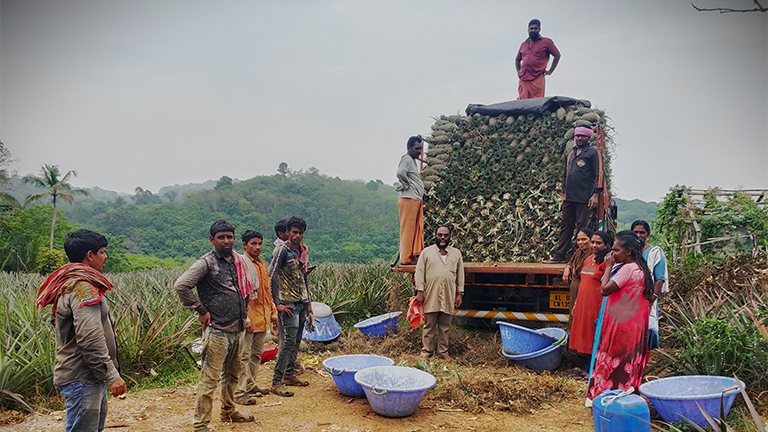 Harvest_Organic pineapple Cultivation