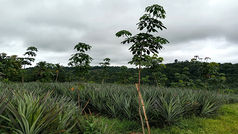 Organic intercropping of pineapple with rubber